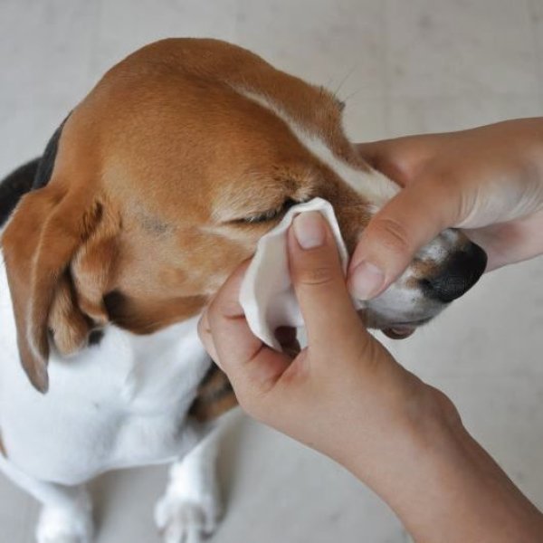 画像9: アビエスドクター (9)