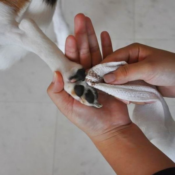 画像10: アビエスドクター (10)