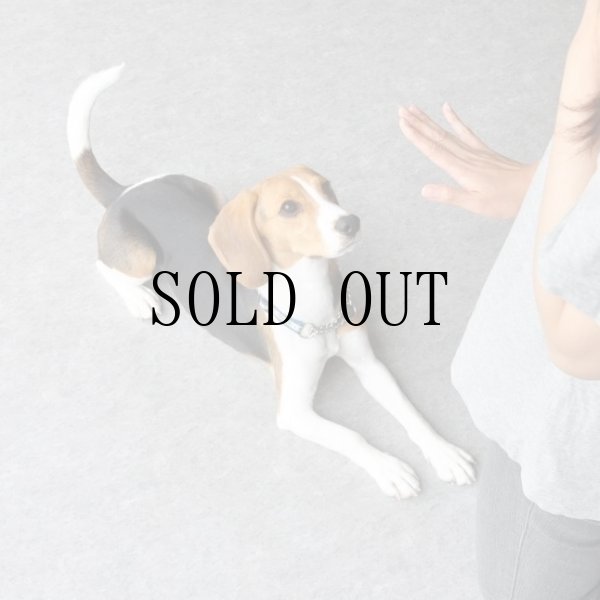 画像2: “歯磨きのための”majun流犬育て講座（2部制）〜オンラインver.〜 (2)