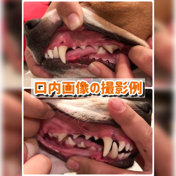 画像5: ペットのおうちケア教室《ペットの口内環境チェック》オンラインver. (5)