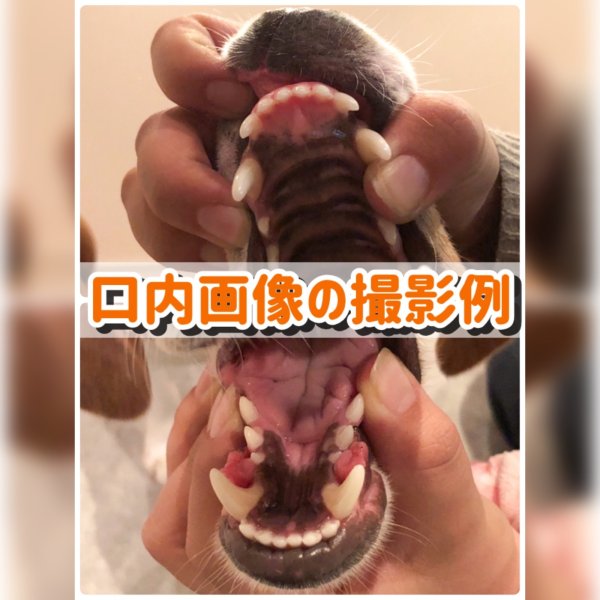 画像4: ペットのおうちケア教室《ペットの口内環境チェック》オンラインver. (4)