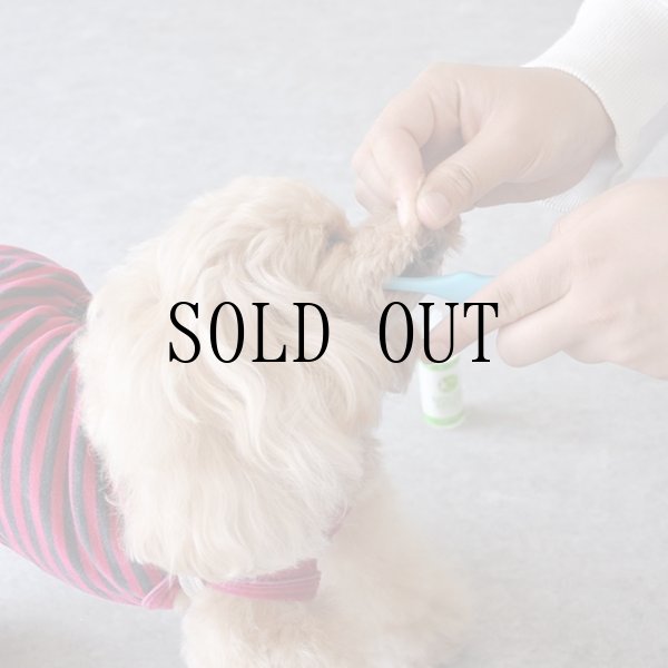 画像3: “歯磨きのための”majun流犬育て講座（2部制）〜オンラインver.〜 (3)