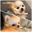 画像3: ペットの生まれ変わり座談会動画〜亡くなったあの子が戻ってきた飼い主の実話〜 (3)