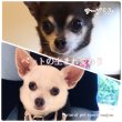 画像2: ペットの生まれ変わり座談会動画〜亡くなったあの子が戻ってきた飼い主の実話〜 (2)