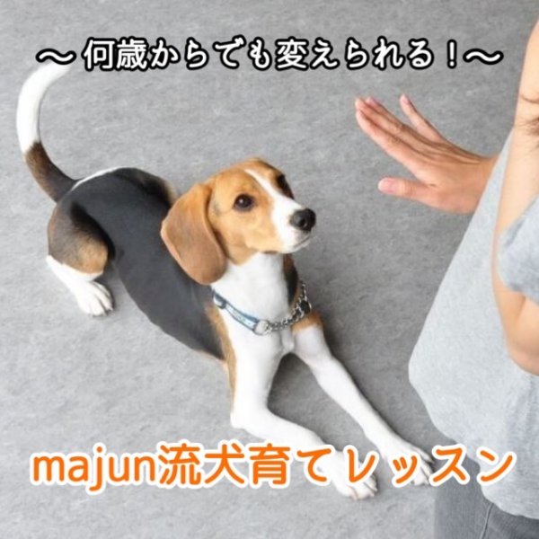 画像1: majun流・犬育てレッスン／（１枠３０分） (1)