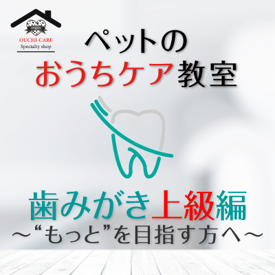 ペットのおうちケア教室《歯みがき上級編》〜“もっと”を目指す方へ〜